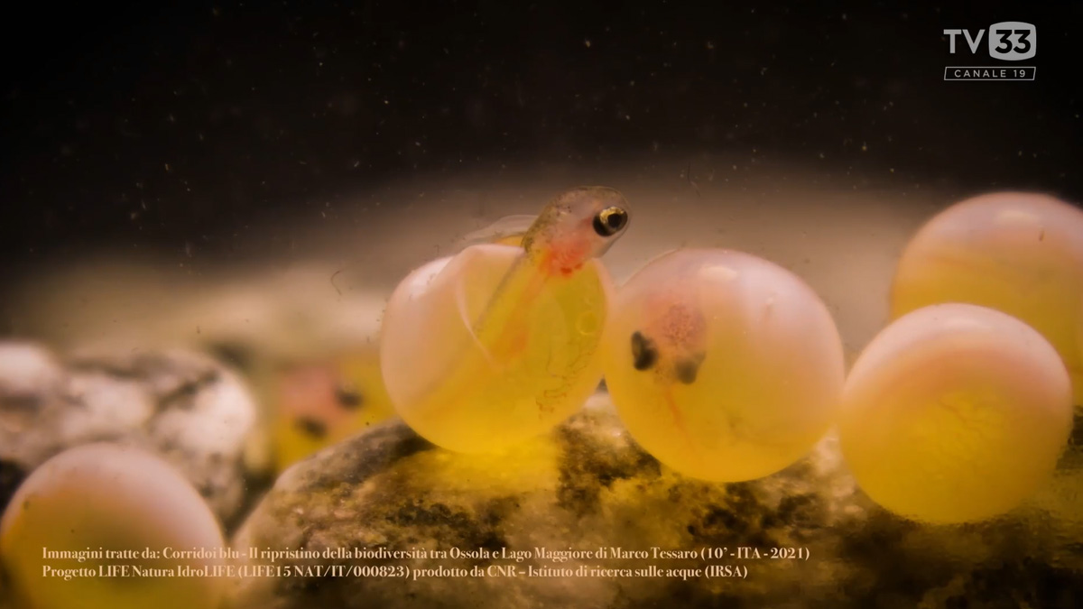 Lo sapevi che in Trentino…